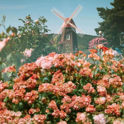 真人斗牛牛下载手机版