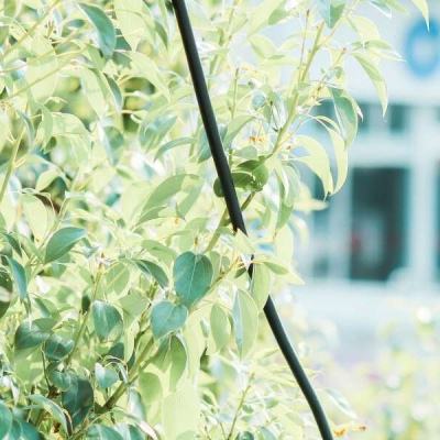 4949澳门免费资料大全下载手机版